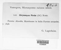 Chrysomyxa pirolae image